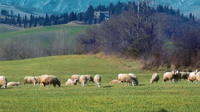 Tuscany pastoral field with a Sheeps