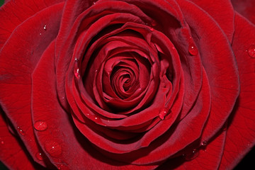red rose macro