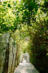 The walk in the park