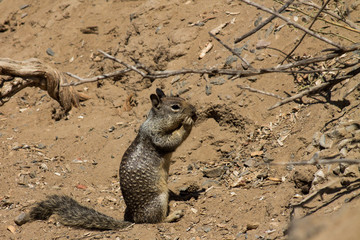 squirrel eating a nut, Profile view