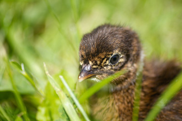 Baby pheasant on grass