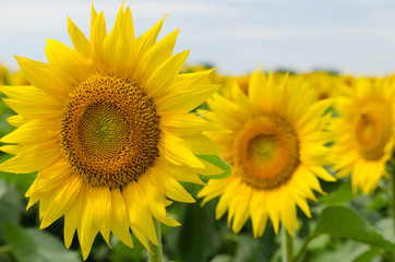 Fototapeta premium Sunflowers