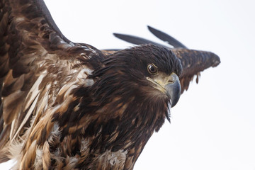 Obraz premium close up of white-tailed eagle over white