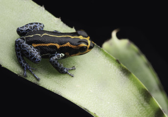poison dart frog, Ranitomeya imitator, Yumbatos. A small poisonous rain forest animal from the tropical Amazon rain forest in Peru.