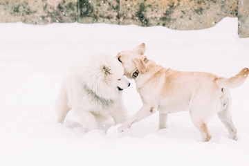 Labrador and Samoyed dog frolic