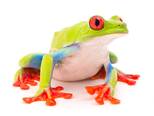 Obraz premium Red eyed monkey tree frog, Agalychnis callydrias. A tropical rain forest animal with vibrant eye isolated on a white background..