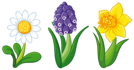 Drei Frühlingsblumen Vektor-Illustration © Christine Wulf