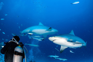 Fototapeta na wymiar bull shark in the blue ocean background