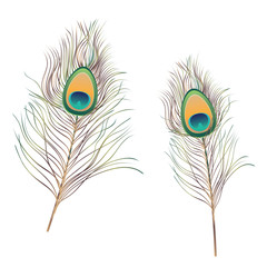Peacock Feathers Illustration
