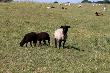 Eine Schafherde auf einem Deich