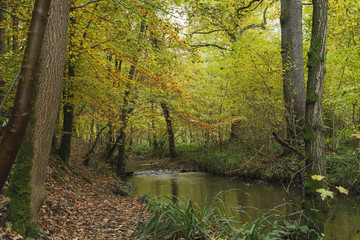 Fototapeta premium footpath by a river in an autumnal forest