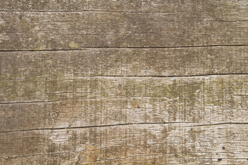 wood background or texture