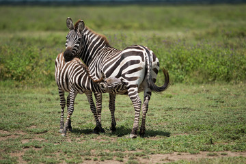Fototapeta na wymiar Zebras at serengeti national park, Tanzana