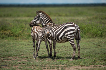 Fototapeta na wymiar Zebras at serengeti national park, Tanzana