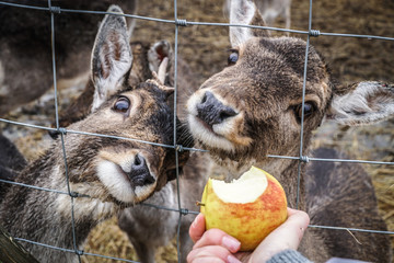 Woman feeding roe / doe / elk / deer / with red apple - first person view over the fence