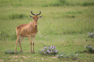 Naklejka na ściany i meble hunter's hartebeest, Serengeti national park, Tanzania
