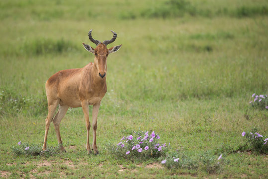 hunter's hartebeest, Serengeti national park, Tanzania