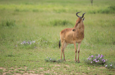 hunter's hartebeest, Serengeti national park, Tanzania