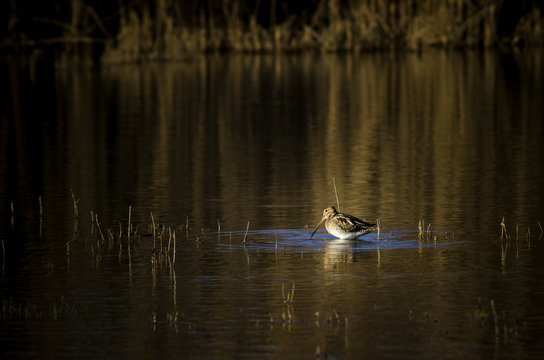 Gallinago gallinago &ndash; Common snipe &ndash;in small lake hunting food  - Beccaccino