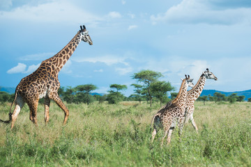 Obraz premium Giraffes at Serengeti national park, Tanzania, Africa