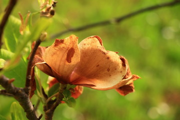 Dry magnolia flower in the garden