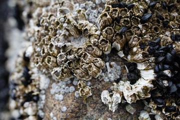 Seepocken auf Felsen