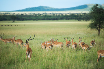 Naklejka na ściany i meble Group of antelopes at the safari of tanzania