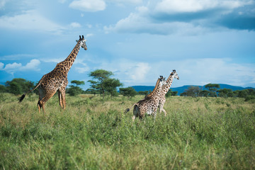 Giraffes at Serengeti national park, Tanzania, Africa