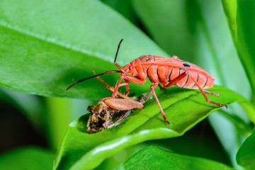 Orange bug, beautiful red bug was eating some food on leaves.