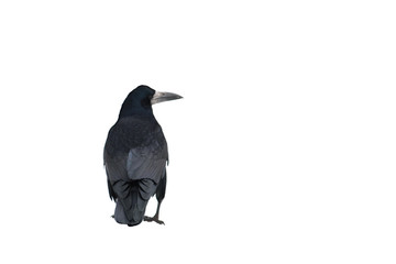Rook (Corvus frugilegus) isolated on white background