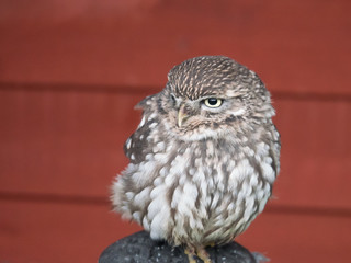 A Little Owl