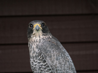 A Gyr Falcon