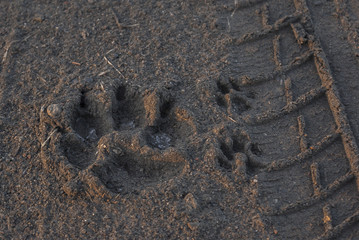 Animal footprint in sand