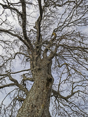 Treetop in winter dress, Baumkrone im Winterkleid