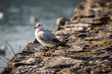 Seagull perching on pier