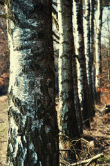 Birch trees in the turn of autumn and winter