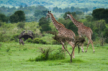 Giraffes at Serengeti national park, Tanzania, Africa