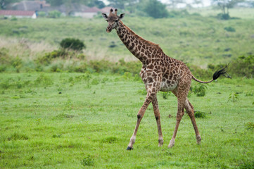 Naklejka na ściany i meble Giraffes at Serengeti national park, Tanzania, Africa