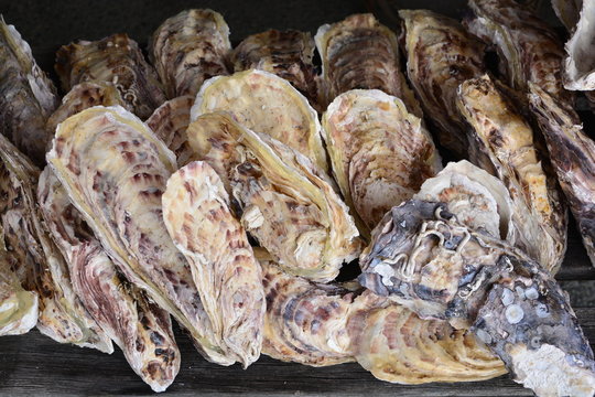 Group of Oysters
