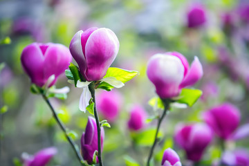 Magnolia buds on a background of green leaves.