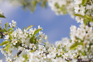 Blooming tree at spring, fresh white flowers on the branch of apple fruit tree, plant blossom abstract bokeh background, seasonal nature beauty, dreamy soft focus picture. copy space