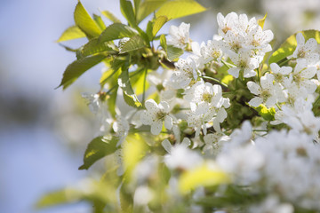 Blooming tree at spring, fresh white flowers on the branch of apple fruit tree, plant blossom abstract bokeh background, seasonal nature beauty, dreamy soft focus picture. copy space