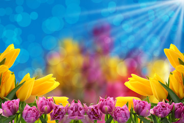 Kwiaty a najlepiej tulipany to tło  na każdą okazje. - obrazy, fototapety, plakaty