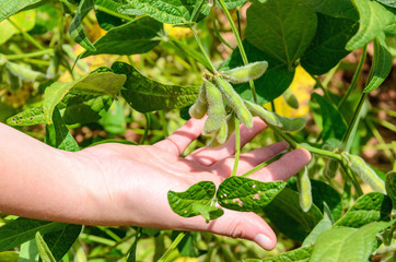 Hand holding a soybean branch in planting