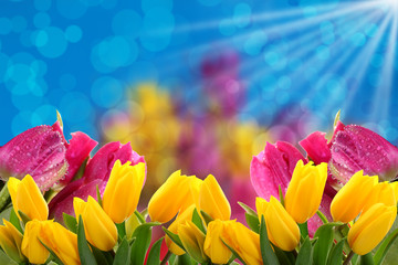 Kwiaty a najlepiej tulipany to tło  na każdą okazje. - obrazy, fototapety, plakaty