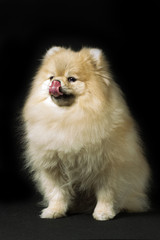 White Spitz dog breed sits with his tongue out