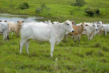 cattle