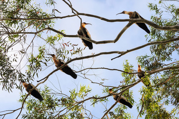 Group of beautiful herons of the Pantanal in Brazil.