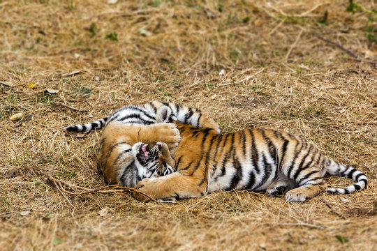 beautiful little tiger cub