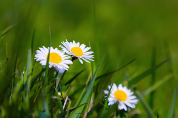 Obraz premium Pretty white chamomile.